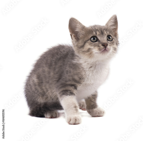 Fototapeta Naklejka Na Ścianę i Meble -  Beautiful small gray kitten isolated on white background