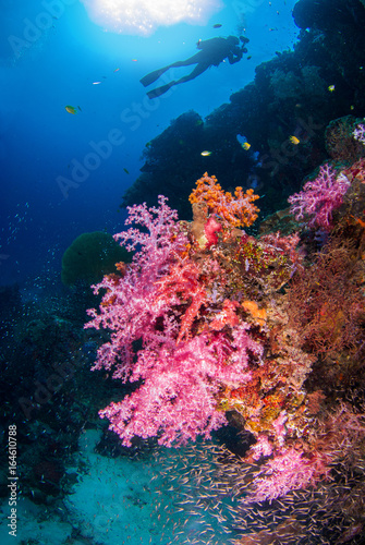 Underwater coral with bright color fish. There is a diver in the background  Similan  North Andaman Sea  Thailand.