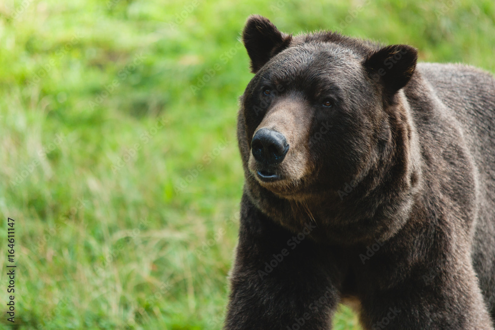 Fototapeta premium Alter Braunbär Tierpark Bielefeld 