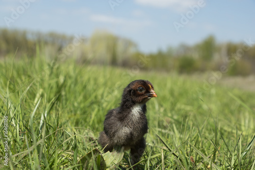 Black cute chicken