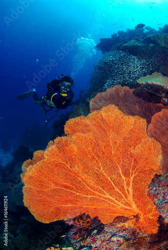 A beautiful hard coral reef and a large seafan with a young man dives deep in Similan North Andaman, Thailand.