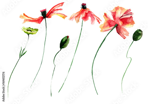 Set of Poppies flowers