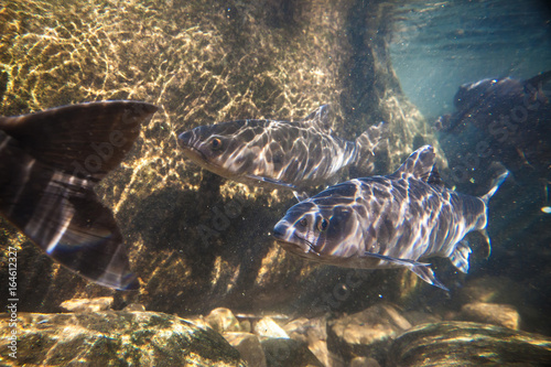 Soro brook carp fish shoot under the waterfall on Namtokphlio National Park Chanthaburi at Thailand. Blurry Background. photo