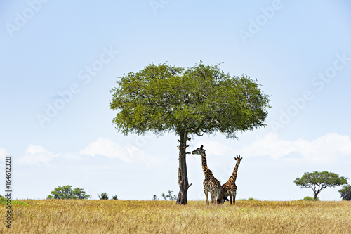 Photography Giraffes Under a Tree
