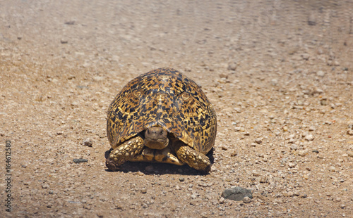Leopard Tortise