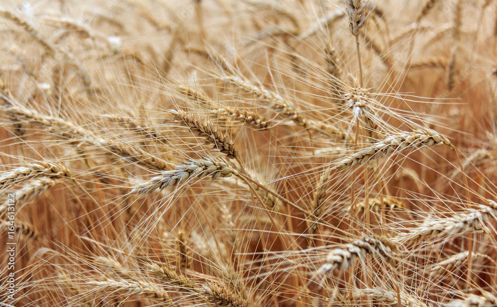 Scene with ear of wheat field in summer time Scene with ear of wheat field in summer time