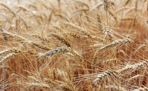 Scene with ear of wheat field in summer time