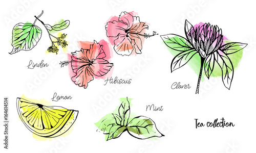 Vertical vector set of hand drawn tea collection. Clover, hibiscus, lemon, mint, linden. An idea for design, invitation, save the date card.