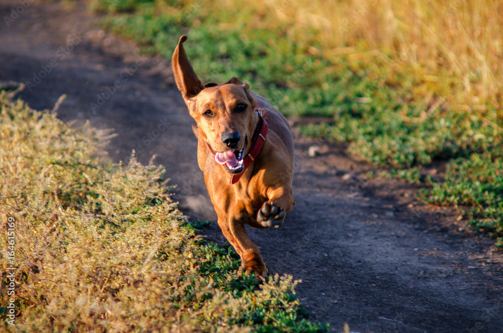 dachshund dog running
