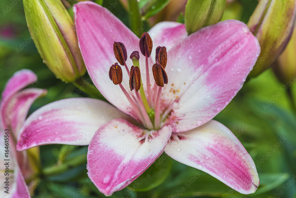 pink lily flower with dew drops flowering in the garden