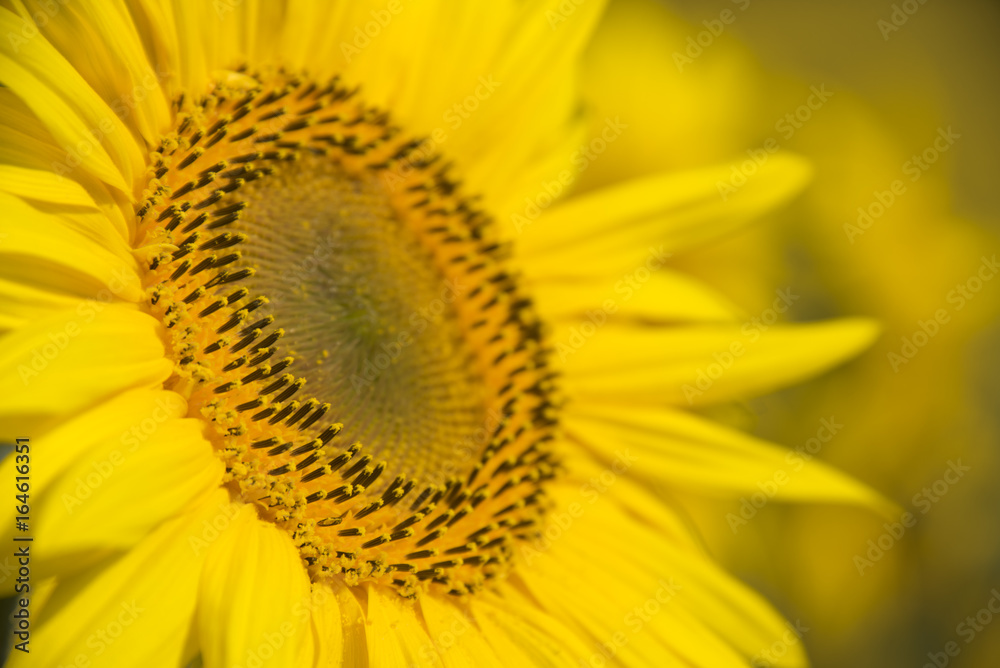One sunflower close up One sunflower close up