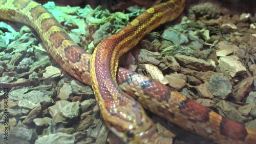 Kornnatter im Terrarium, Schlange, Tiere, Natur