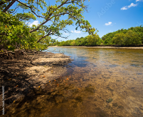 Photography Shallow brackish river and mangrove forest swamp in South Florida Wilderness