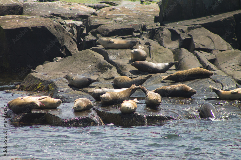 Fototapeta premium Harbor Seals at Egg Rock Light Station, Maine