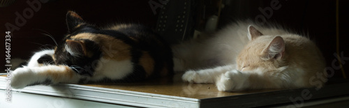 Two cats lie equally