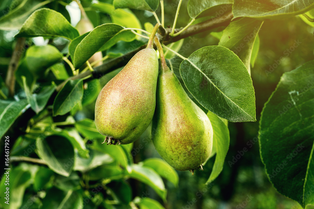 pears on a branch,unripe green pear,Pear tree,Tasty young pear hanging on tree,Summer fruits garden.Crop of pears,Healthy Organic Pears. Juicy flavorful pears of nature background. pears on a branch,unripe green pear,Pear tree,Tasty young pear hanging on tree,Summer fruits garden.Crop of pears,Healthy Organic Pears. Juicy flavorful pears of nature background.