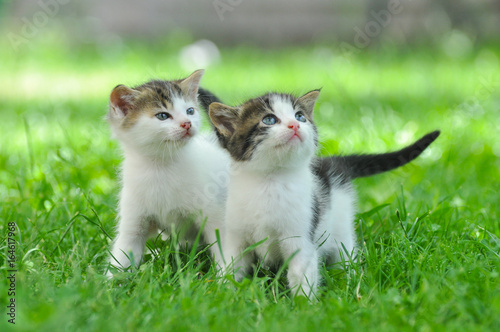 Fototapeta Two curious little kittens play in the grass
