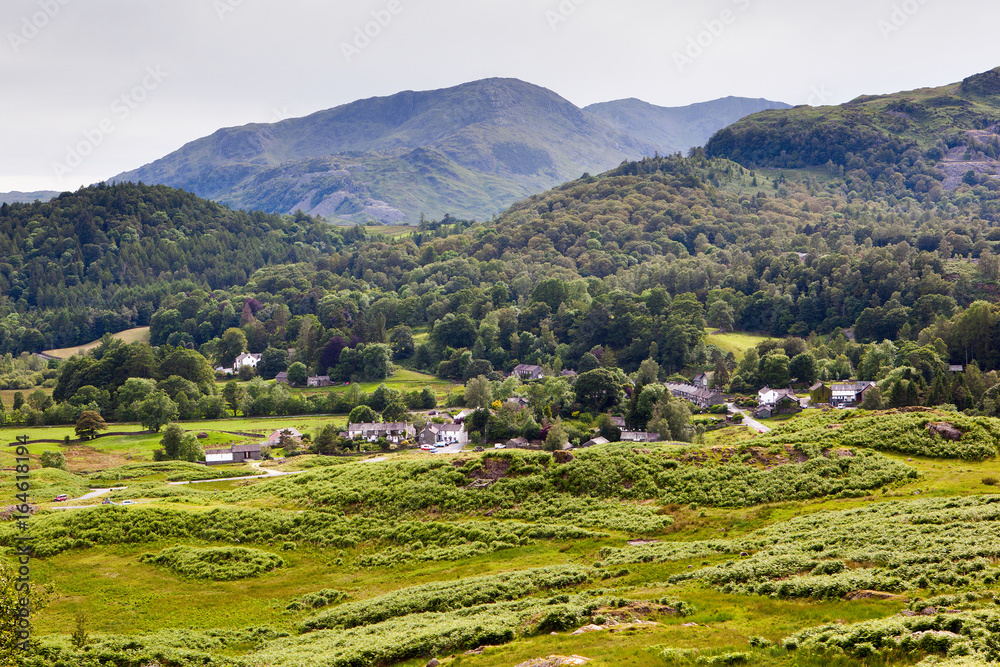 Stunning rural green landscapes in Lake District National Park, England, stone wall, cows, mountains on the background, selective focus Stunning rural green landscapes in Lake District National Park, England, stone wall, cows, mountains on the background, selective focus