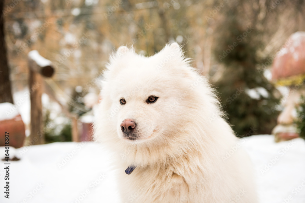 Fototapeta premium White watchdog in the yard