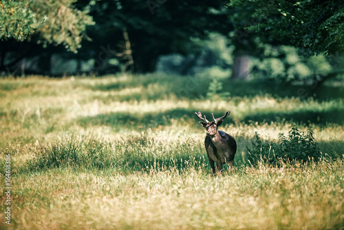 Fototapeta Naklejka Na Ścianę i Meble -  Fallow deer buck with velvet antlers in dappled sunlight.