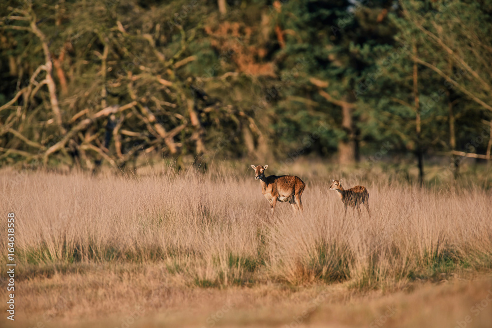 Mouflon ewe with calf in tall grass lit by evening sun. Mouflon ewe with calf in tall grass lit by evening sun.