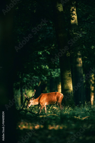 Grazing red deer stag with antlers in velvet lit by sunlight in forest.