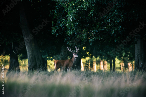 Red deer stag with antlers in velvet at edge of forest.
