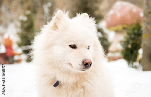White watchdog in the yard photo