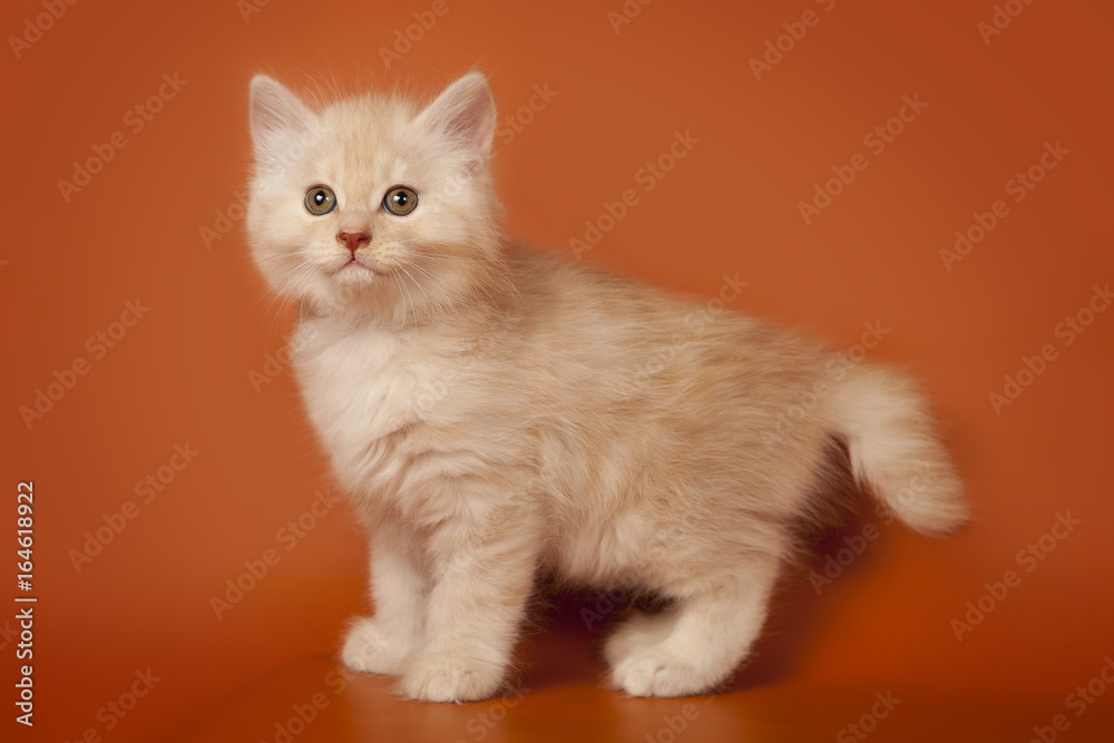 A cute creamy kitten on an orange background. Kitten standing.