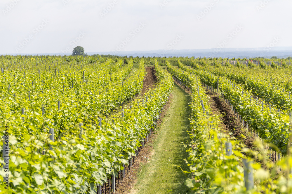 winegrowing around Loerzweiler