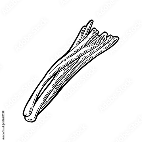 Bunch of fresh stalks onion. Vector black vintage engraving