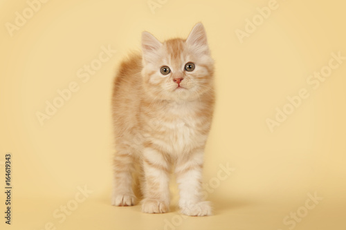 Fototapeta Naklejka Na Ścianę i Meble -  Lovely redhead kitten on a creamy background. Kitten standing.
