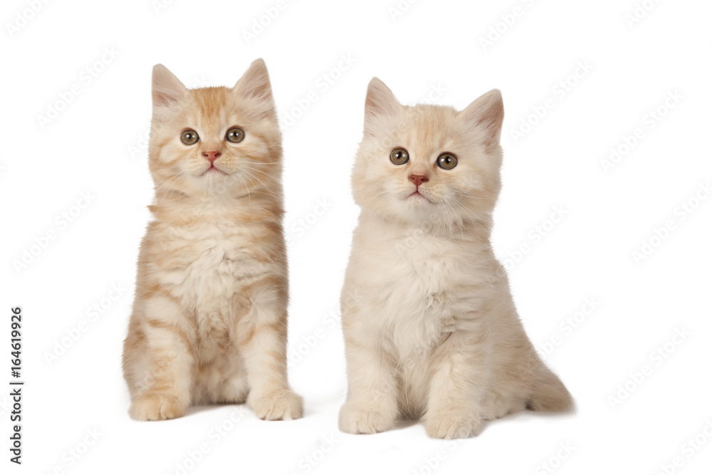 Two cute little kitten on white background. Red and cream kitten isolated on white Two cute little kitten on white background. Red and cream kitten isolated on white