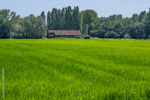 campo agricolo photo