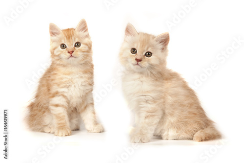Two cute little kitten on white background. Red and cream kitten isolated on white