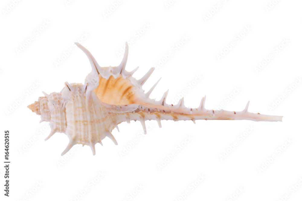 Sea shells arranged isolating on a white background Sea shells arranged isolating on a white background
