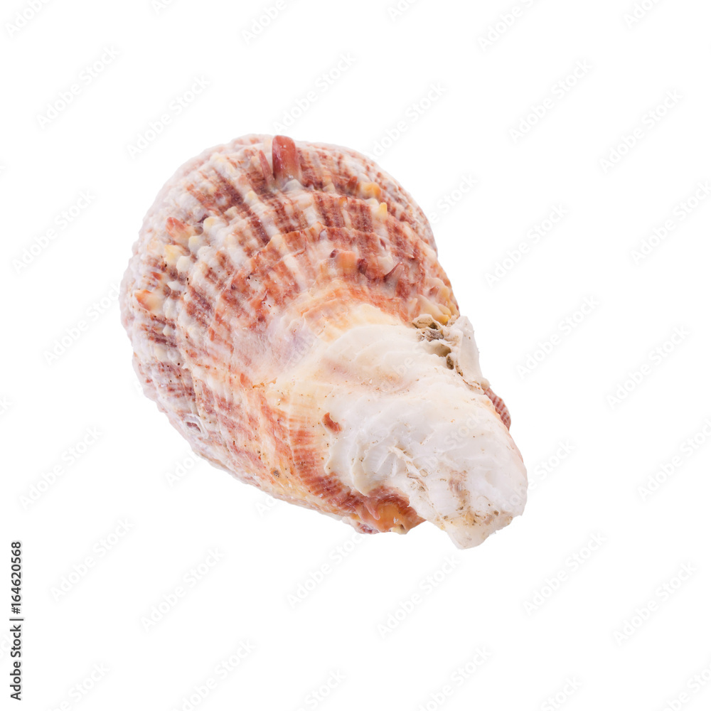 Sea shells arranged isolating on a white background