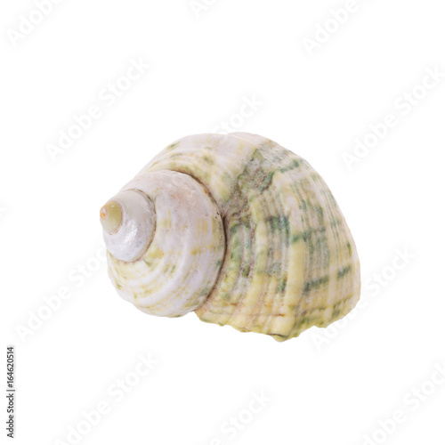 Sea shells arranged isolating on a white background