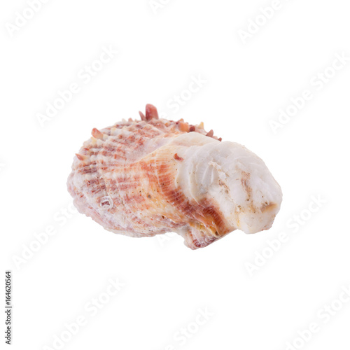 Sea shells arranged isolating on a white background