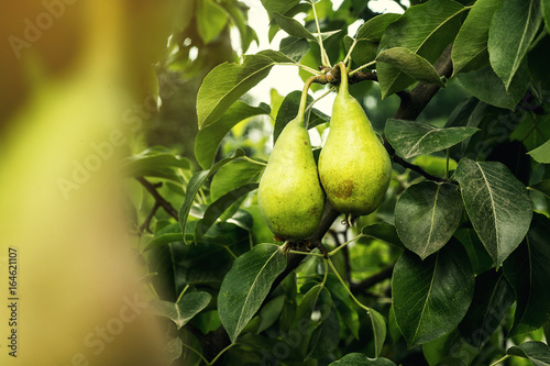 pears on a branch,unripe green pear,Pear tree,Tasty young pear hanging on tree,Summer fruits garden.Crop of pears,Healthy Organic Pears. Juicy flavorful pears of nature background.