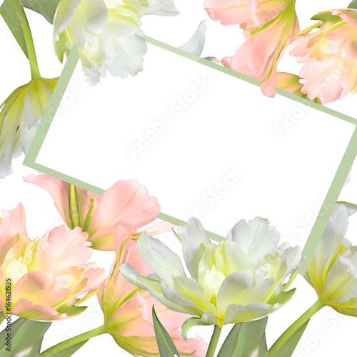 Fototapeta Naklejka Na Ścianę i Meble -  Greeting card with white and pink tulip flowers
