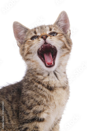 portrait chaton tigré sur fond blanc baillant photo