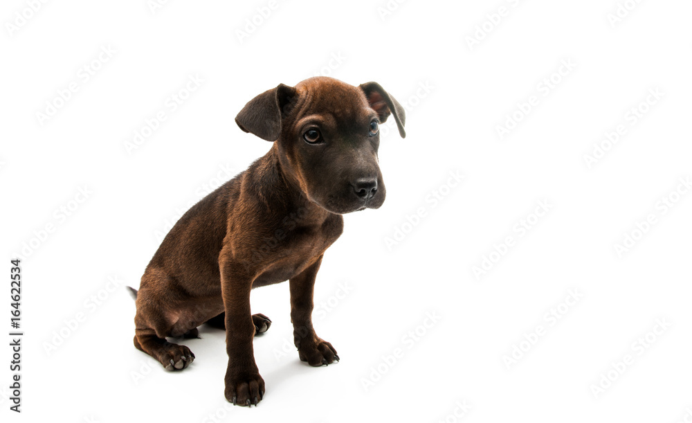 Brown dog terrier Brown dog terrier
