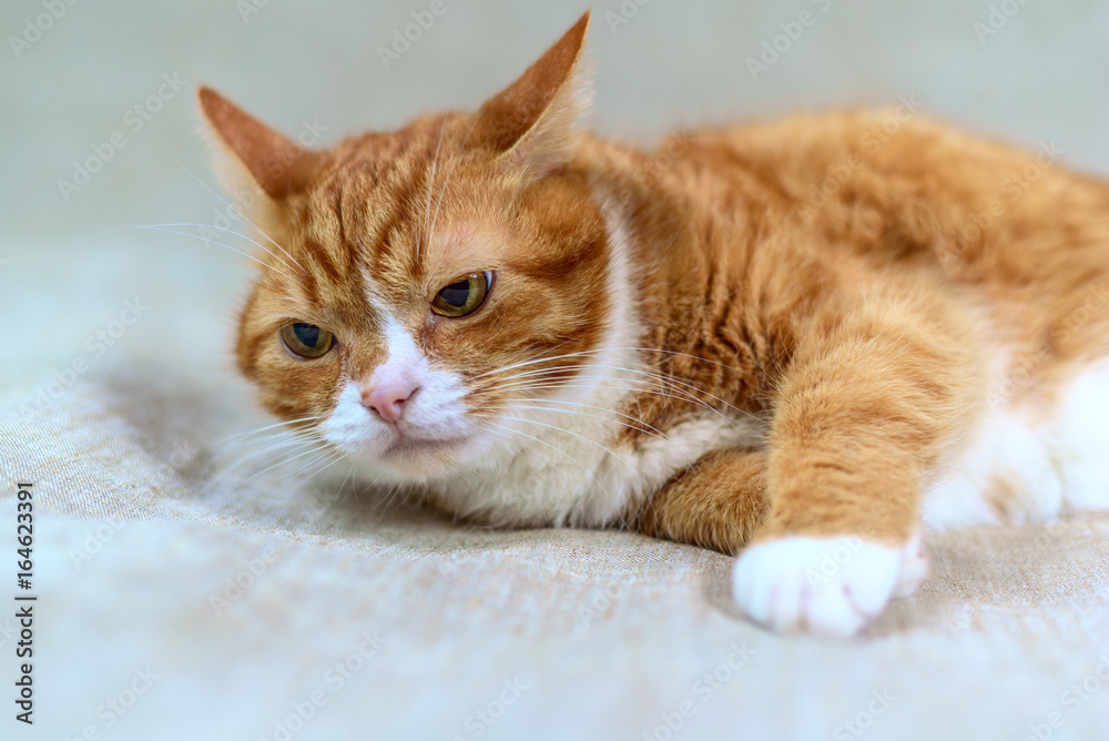 Portrait of a red homemade cat on a gray background 