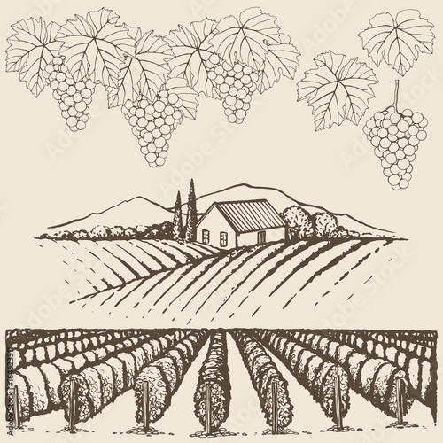 Farm landscape with vineyard and grapes, hand drawn set.
