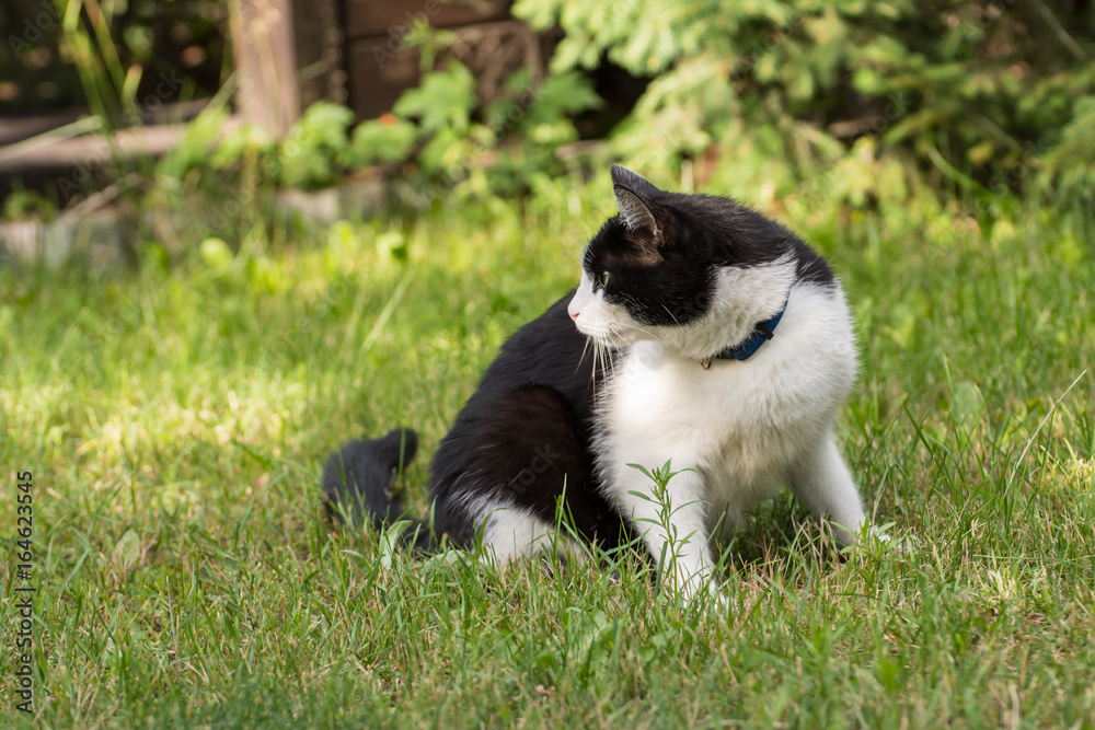 Beautiful black and white cat sitting on the grass and watching something
