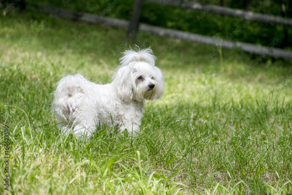 Maltese dog in the countryside

