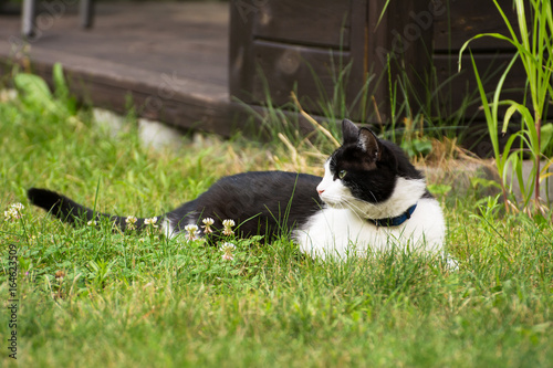 Beautiful black and white cat resting in a garden