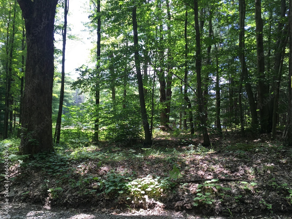 Trees Trees