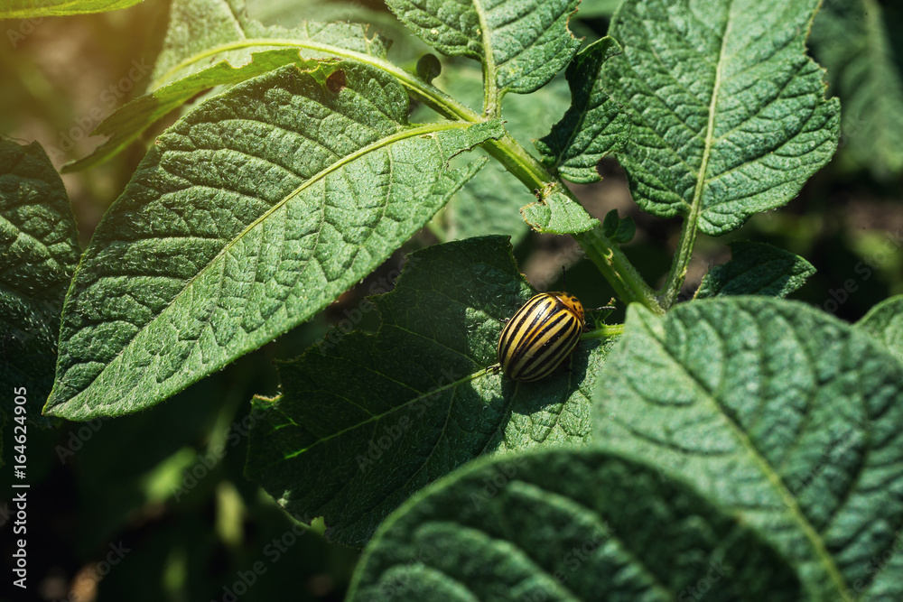 Colorado potato beetle eats potato leaves,close-up.Colorado Potato Striped Beetle-Leptinotarsa Decemlineata,Serious Pest Of Potatoes plants.Potato bug on green sheet,damage agricultural crops Colorado potato beetle eats potato leaves,close-up.Colorado Potato Striped Beetle-Leptinotarsa Decemlineata,Serious Pest Of Potatoes plants.Potato bug on green sheet,damage agricultural crops